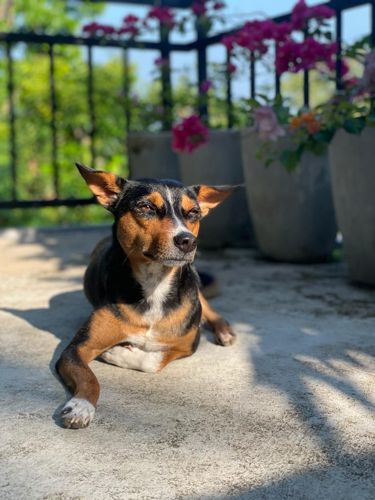 Bambi