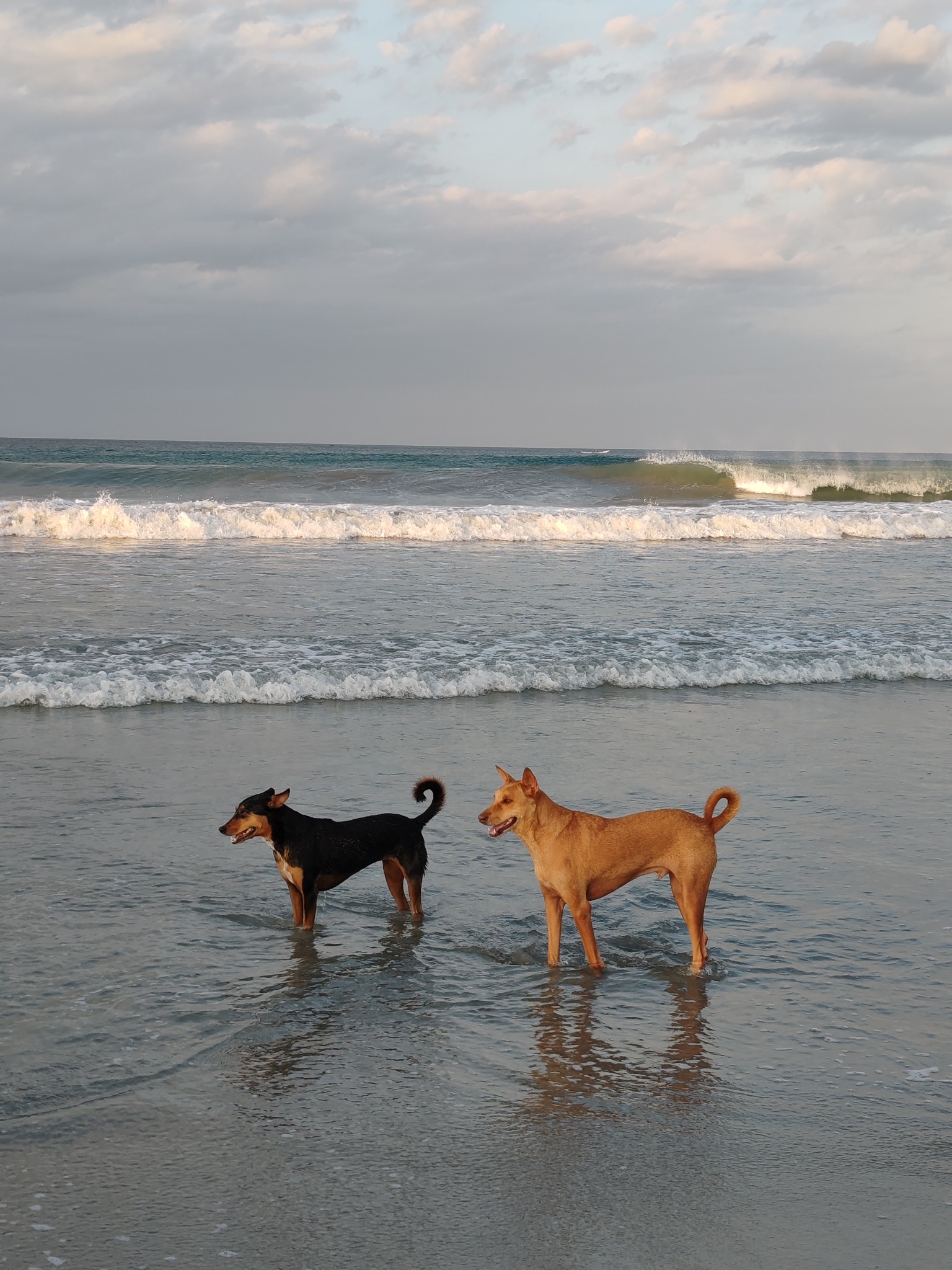 Bambi and PingPong together on the beach
