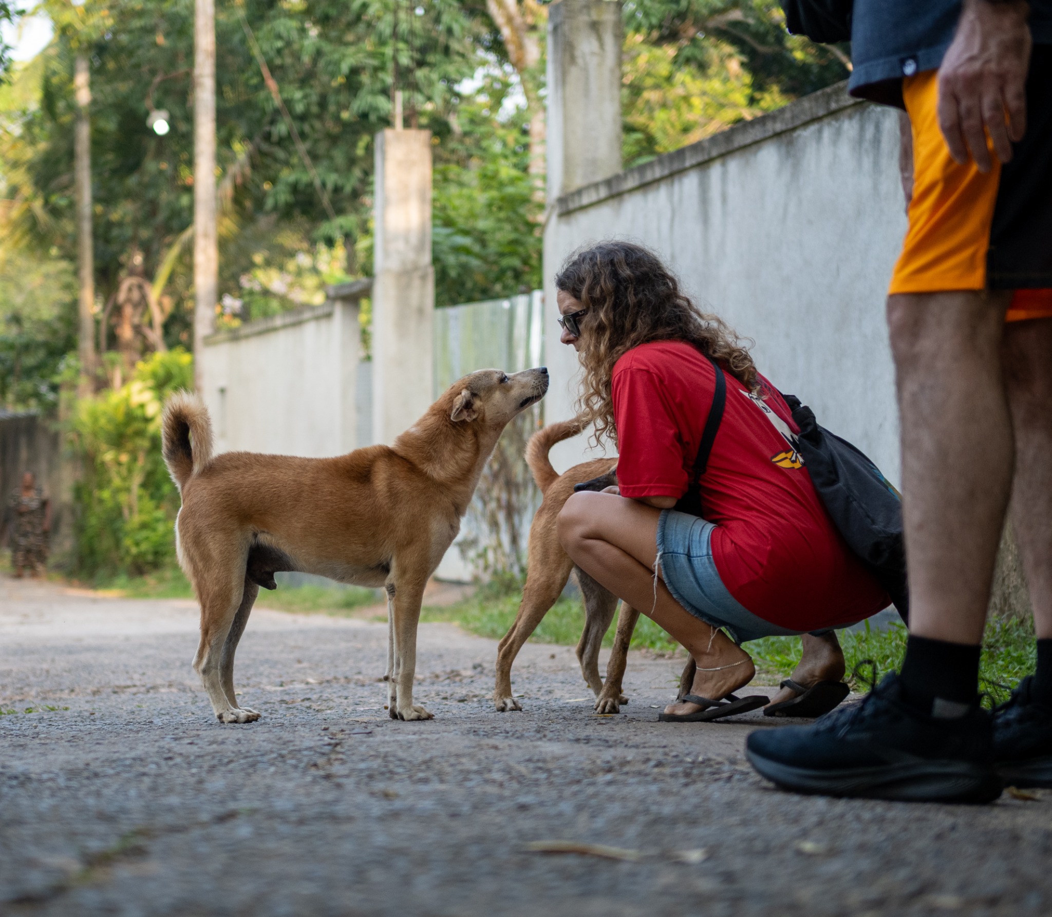Vanessa interacting with free-living dogs in Sri Lanka
