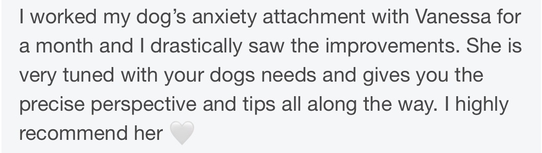 Client message describing improvements in a dog's anxiety attachment